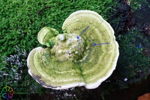 Trametes gibbosa (3) (1000 x 667).jpg